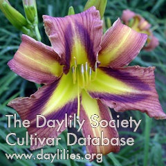 Daylily Quilt Patch